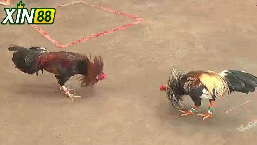 Đá Gà Campuchia Xin88 – Giải Thích Khái Niệm Và Trải Nghiệm Trực Tuyến