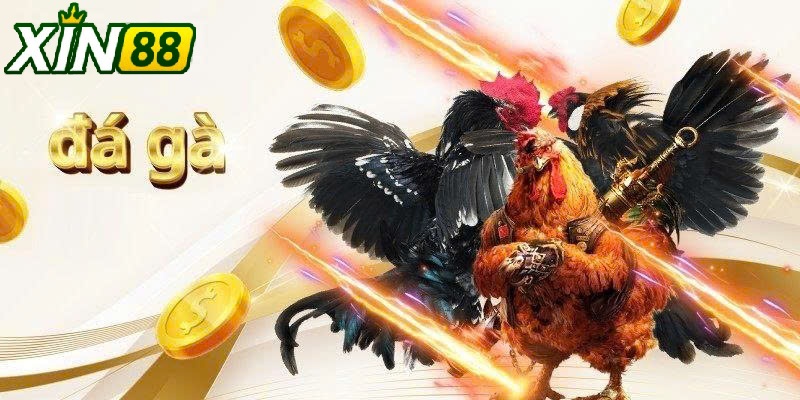 Quan Sát, Chọn Chiến Kê Và Học Hỏi Từ Cao Thủ