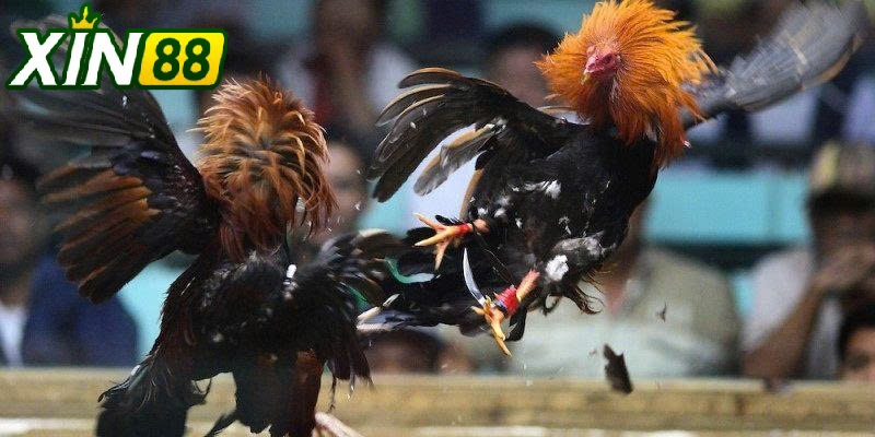 Trải Nghiệm Minh Bạch Và Hấp Dẫn