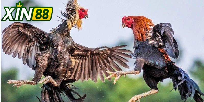 Đá Gà Mỹ Hôm Nay Xin88 – Theo Dõi Phong Độ Chiến Kê Trực Tiếp