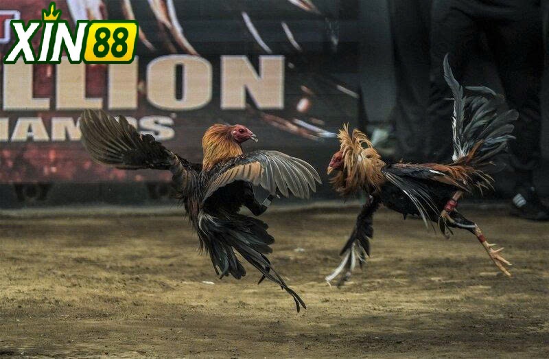 Giới Thiệu Chung Về Đá Gà Thomo Xin88