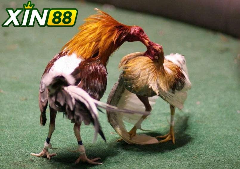 Tại Sao Nên Chọn Và Hướng Dẫn Đặt Cược Đá Gà Thomo Xin88