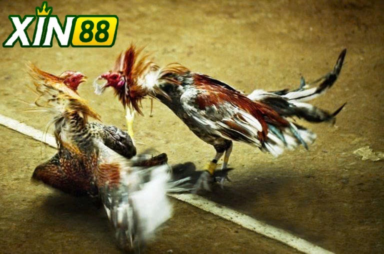 Chiến Thuật Hiệu Quả Khi Tham Gia Đá Gà Thomo Xin88